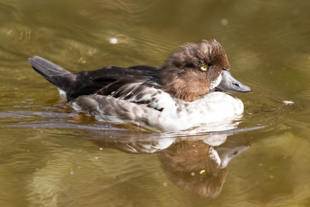 Swimming female tufted duck, changing it's plumage (summer to winter)の写真素材