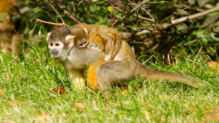 Young ape on the back of it's mother (captivity, dutch zoo)