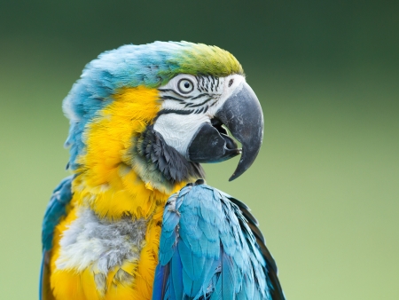 Close-up of a macaw parrot in natureの写真素材