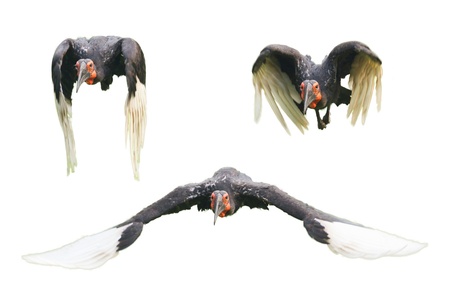 Southern Ground hornbill  Bucorvus leadbeateri , flying seriesの写真素材