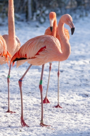 Flamingo in the snow, zoo in Hollandのeditorial素材