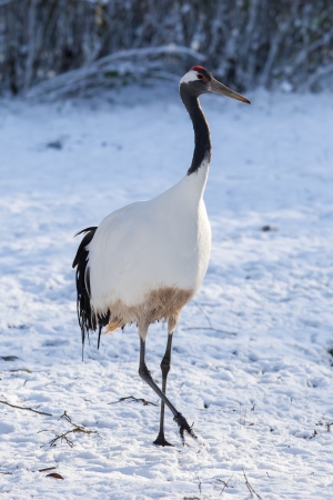 Red-crowned Crane  Grus japonensis  in the snowの写真素材