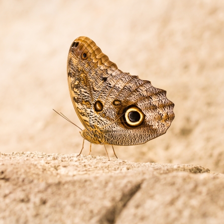 Large butterfly sitting on a rock, zoo, Hollandの写真素材