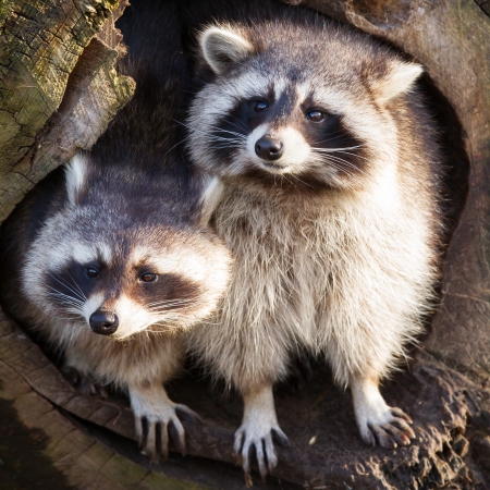 Adult raccoon at his nest, Leeuwarden, Hollandの写真素材