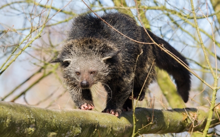 Close-up of a Binturong (Arctictis binturong) in a treeの写真素材