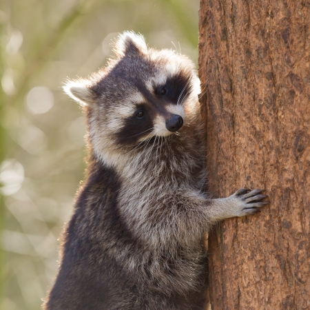 Curious racoon is climbing a tree, Hollandの写真素材