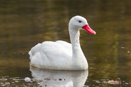 The Coscoroba Swan - the smallest species of swanの写真素材