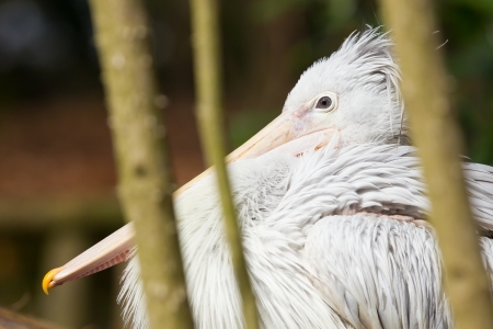 Pink-backed Pelican - Pelecanus rufescens in a dutch zooの写真素材