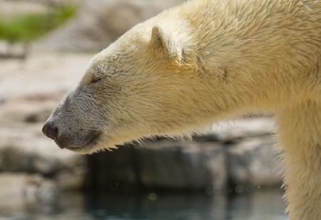 Close-up of a polarbear (icebear) in capticity (Holland)の写真素材