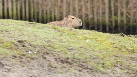 Capybara (Hydrochoerus hydrochaeris) sitting on the grassの写真素材