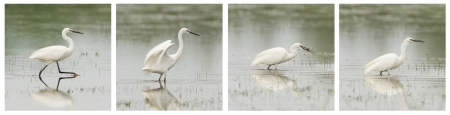 Egretta garzetta or small white heron series, walking in a lake