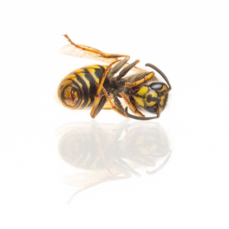 Macro of a dead wasp (Vespula vulgaris), isolated on whiteの写真素材