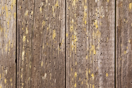 Wooden door with wood worm holes in itの写真素材