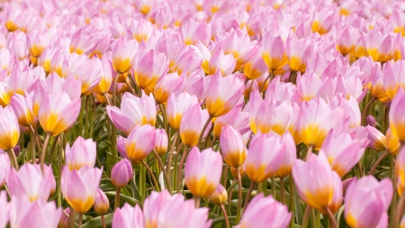 Tulip field on agricultural land, pink tulips, selective focusの写真素材