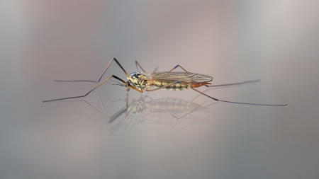Crane fly also known as Daddy Long Legs, sitting on glassの写真素材