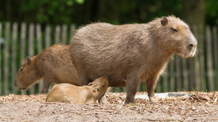 Close up of a Capybara (Hydrochoerus hydrochaeris) and a babyの写真素材