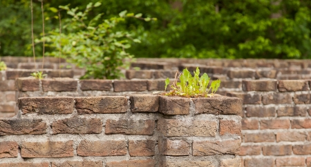 Plant little tree on old red bricks wall background, ruinの写真素材