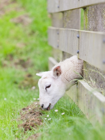 Sheep eating, grass is greener at the other side of the fenceの写真素材