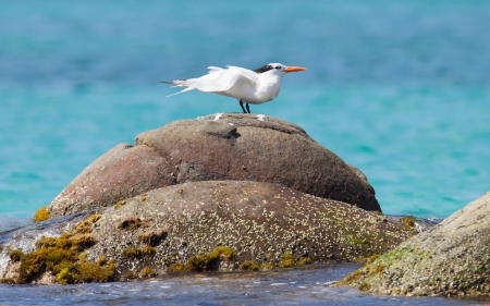 Royal Tern (Thalasseus maximus maximus) on a rock at Saint Martin, Caribbean