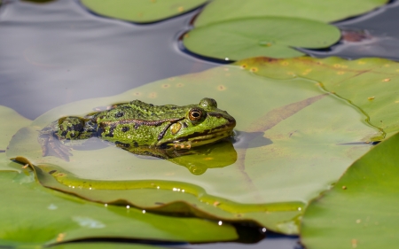 Common Frog (Rana temporaria) in a pondの写真素材