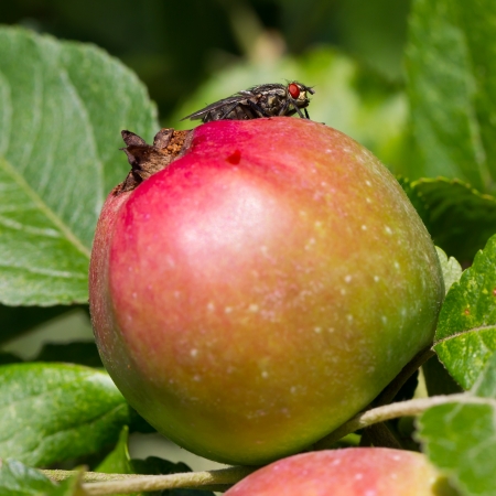 Fly sitting on top of a red appleの写真素材