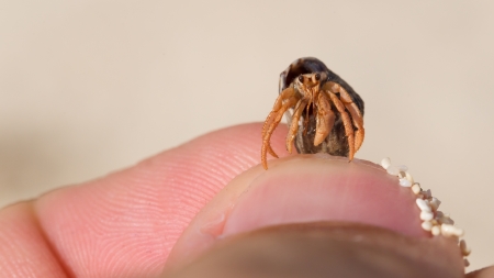 Very small lobster in a small shell, man holding in hand