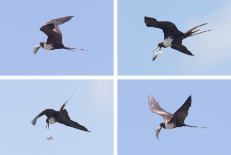 Frigatebird against a blue sky, with a fishの写真素材