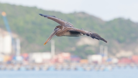Brown pelican (Pelecanus occidentalis) in flight in Saint Martin, Caribbean, harbour of Saint Martin in the backgroundの写真素材