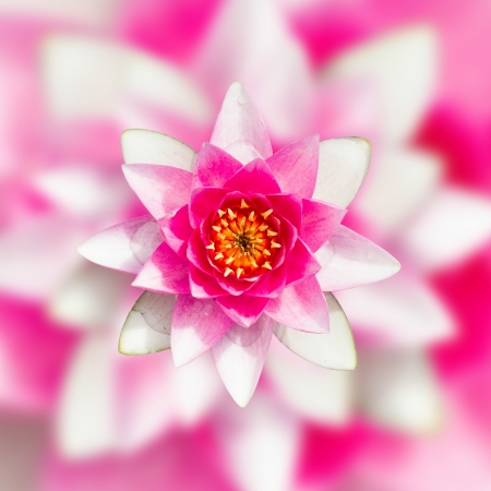 Pink water lily with a dreamy backgroundの写真素材