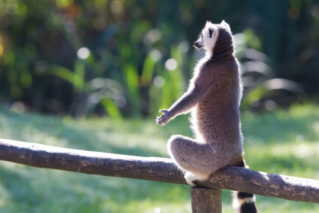 Ring-tailed lemur (Lemur catta) in a dutch zoo