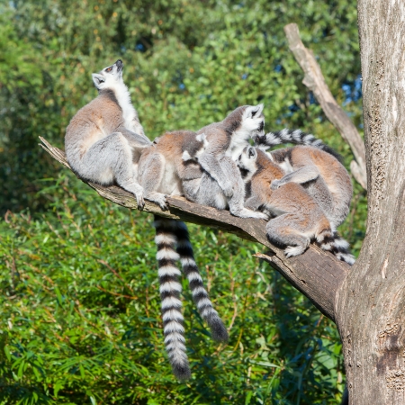Ring-tailed lemur (Lemur catta) in a dutch zoo