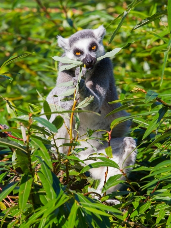 Ring-tailed lemur (Lemur catta) eating from a tree