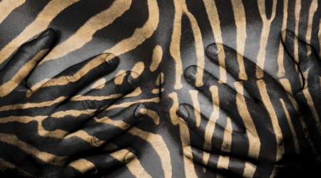 Upper part of female body, hands covering breasts, zebraの写真素材
