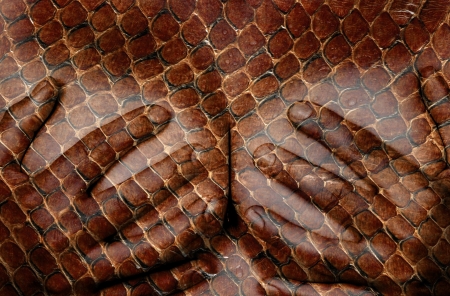 Upper part of female body, hands covering breasts, snakeの写真素材