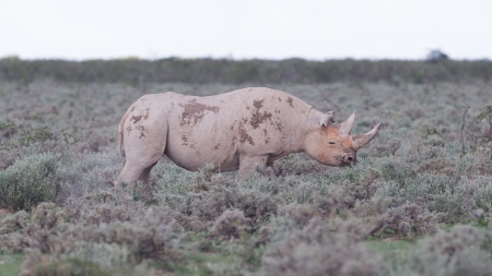 Black (hooked-lipped) rhinoceros (Diceros bicornis), Etosha, Namibiaの写真素材