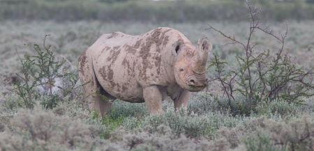 Black (hooked-lipped) rhinoceros (Diceros bicornis), Etosha, Namibiaの写真素材