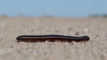 Large millipede crawlsの写真素材