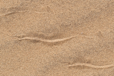 Sidewinding snake tracks across the sand of the dunes at Swakopmund, Namibia