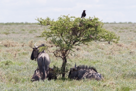 Wildebeest seeking shade at the plains of Etosha National Park, Namibiaの写真素材