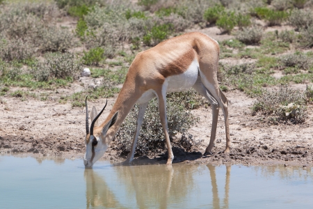 Springbok antelope (Antidorcas marsupialis), close-up, drinking, Etosha National Park, Namibiaの写真素材