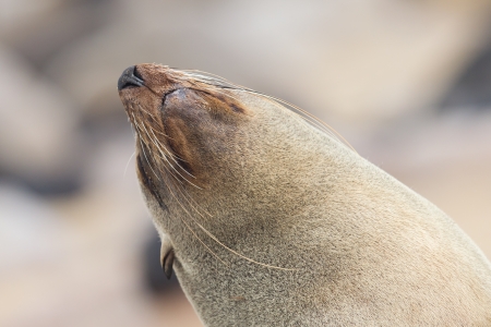 Cape fur seal (Arctocephalus pusillus), Cape Cross. Namibiaの写真素材