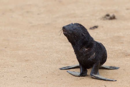 Cape fur seal (Arctocephalus pusillus), Cape Cross. Namibiaの写真素材