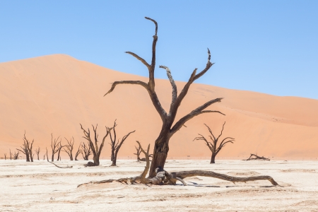 Dead acacia trees and red dunes of Namib desert, Deadvlei (Sossusvlei), Namibiaの写真素材