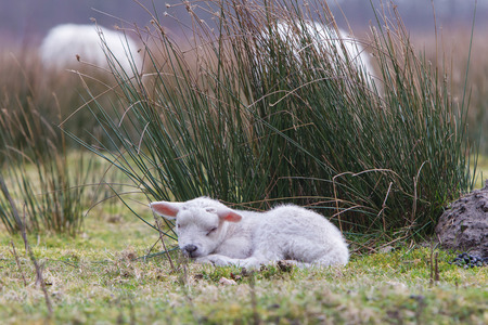 Little lamb in a dutch nature settingの写真素材