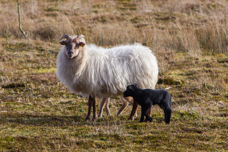 Adult sheep with a black and a white lambの写真素材