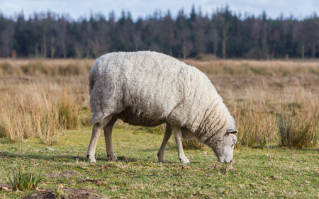 Sheep with a thick winter coat eats the grassの写真素材