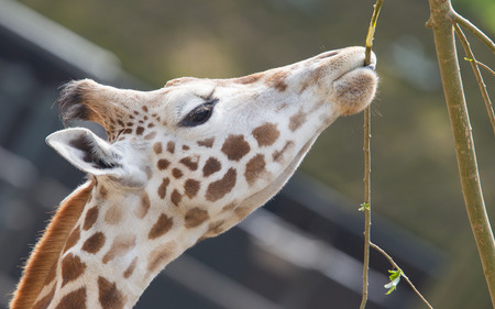 Close up of a adult giraffe eatingの写真素材