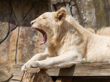 Female African white lion yawning in it's natural habitat