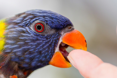 Australian Rainbow Lorikeet, Trichoglossus moluccanus, licking a human finger