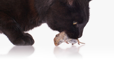 Close up of a black cat with his prey, a dead mouseの写真素材